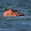 Hroch obojzivelny - Hippopotamus amphibius - Hippopotamus o2953